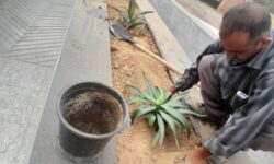 مسجدسلیمان زیباتر میشود؛آغاز طرح گسترده کاشت درخت و گلهای فصلی در بلوارها و میادین شهر