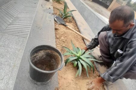 مسجدسلیمان زیباتر می‌شود؛آغاز طرح گسترده کاشت درخت و گل‌های فصلی در بلوارها و میادین شهر